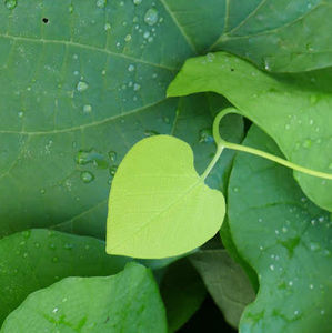 Meet your Posher, Wendy